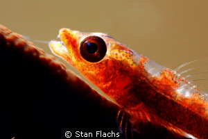Goby in front and back light by Stan Flachs 